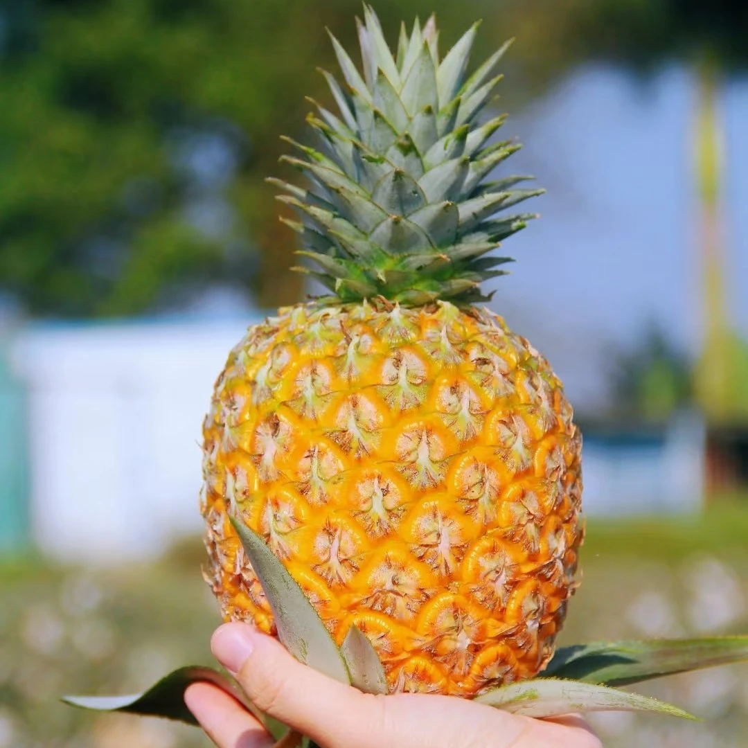 海南树熟芒果凤梨（一个2斤到2.85斤）