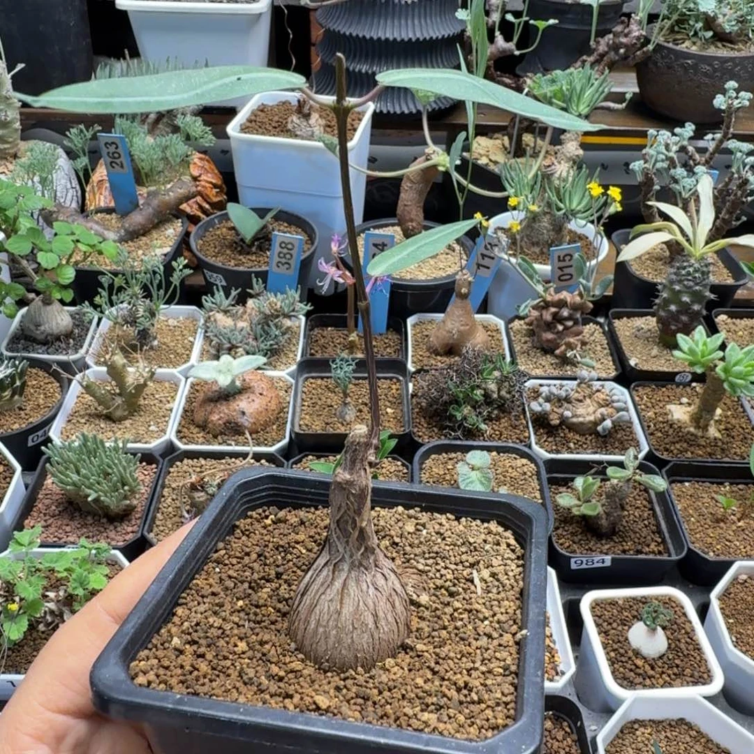 紫背萝摩556 仙人球