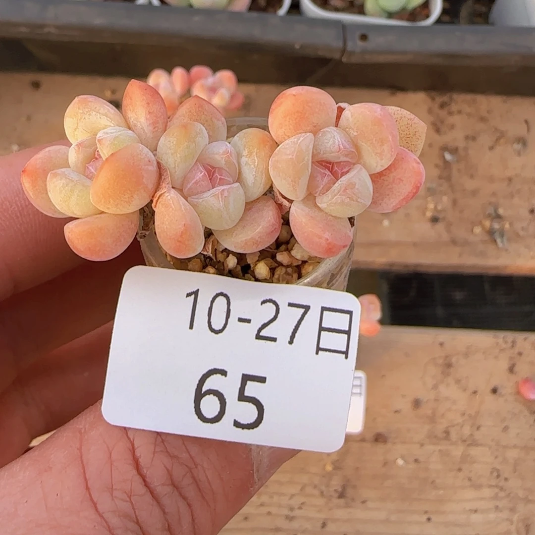 …***白体糖心冰玉一颗脱土