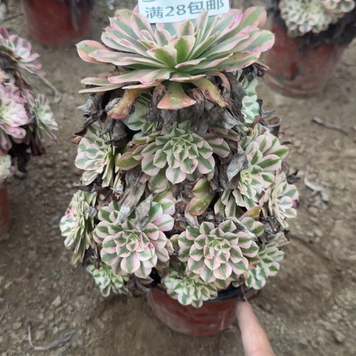 陈***姐5307二号棚红铜壶L