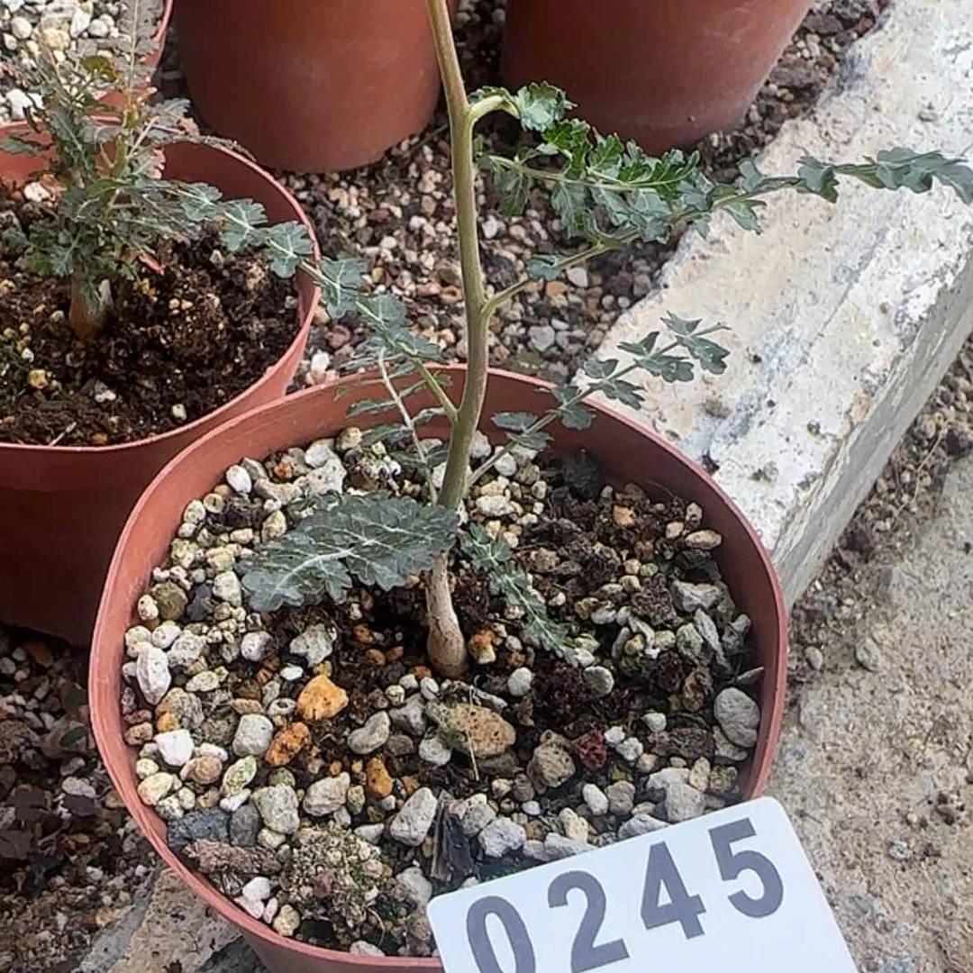 【闪购商品】K****g块根植物
