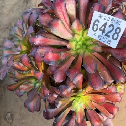 6428多肉植物法师红日法师