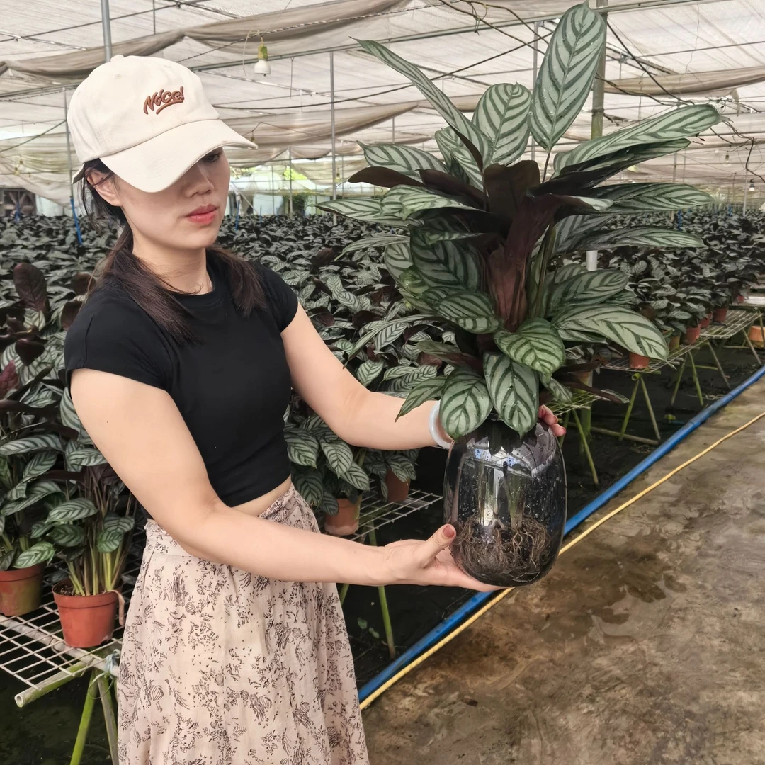 【福利】大肚盆新飞羽竹芋盆栽网红绿植北欧风高档室内耐阴好养活