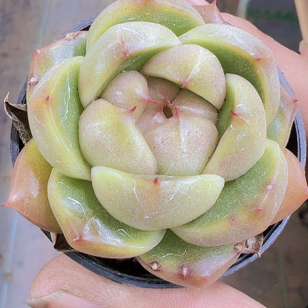 冰冰鬼珍妮带盆带土19包邮