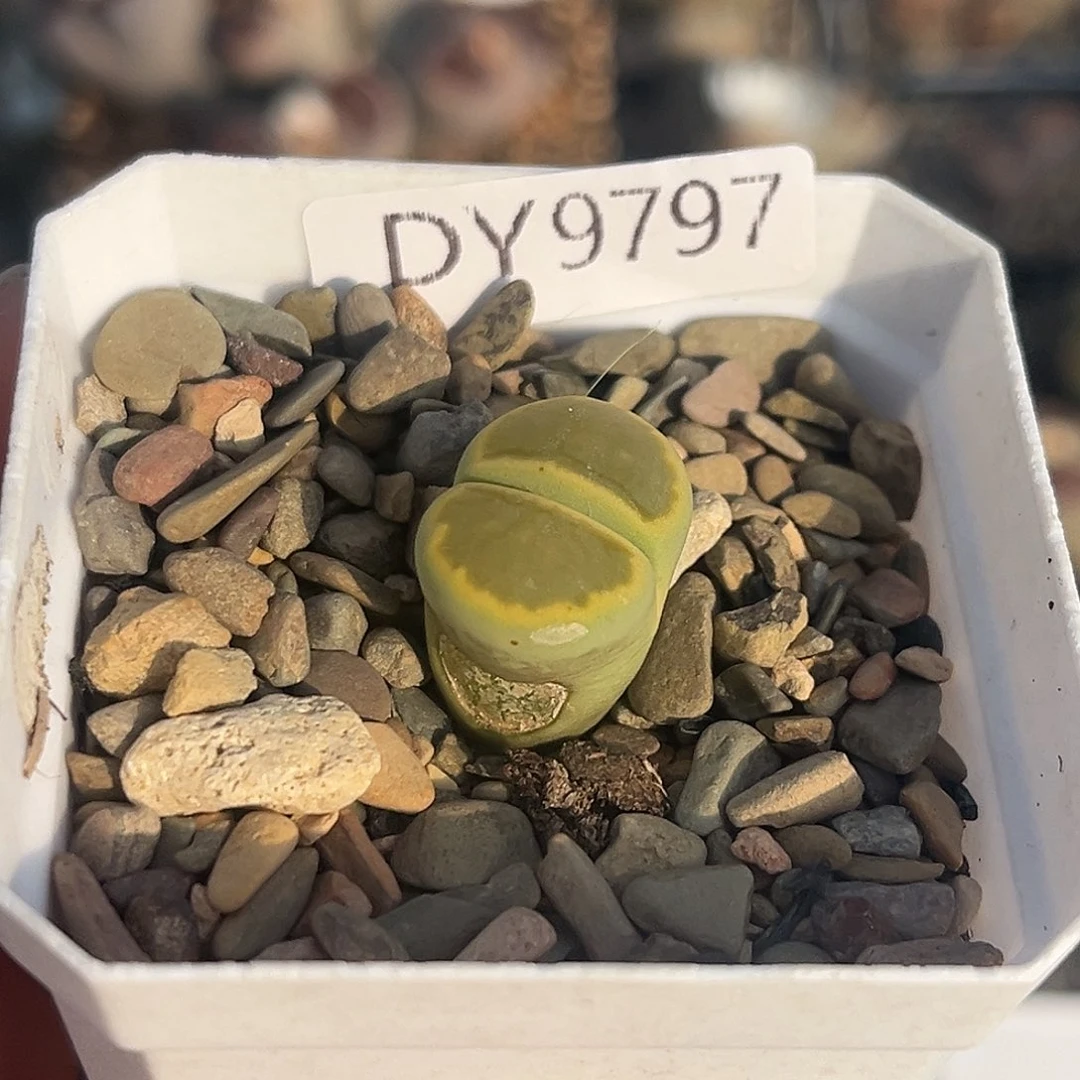 一物一拍绿菊9797