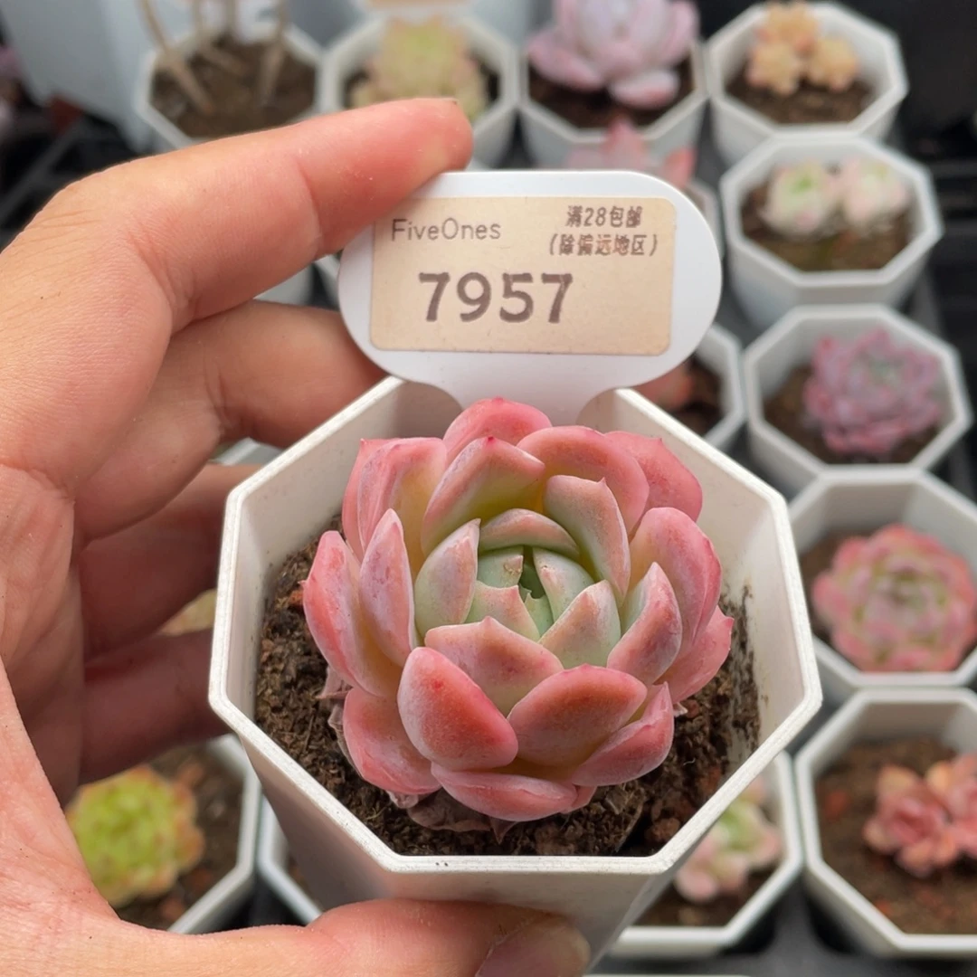 冰雪女王7957-4.5厘米
