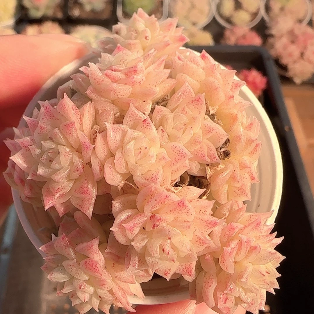 多肉1128-41优选麦秆