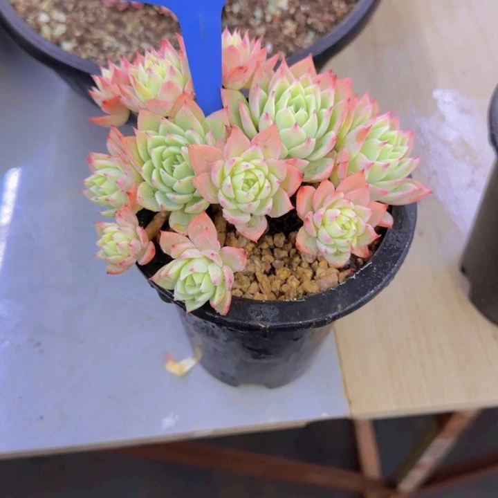 偷****仔12多肉植物一物一拍