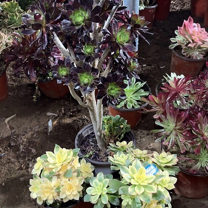 舍*:多肉植物法师3颗121