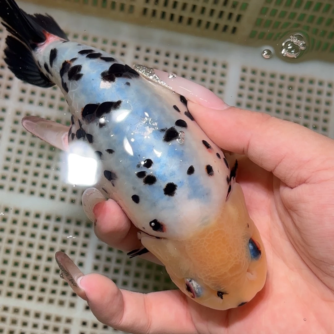 小***志金鱼拍包装包邮，不拍包装运费到付