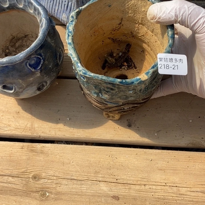 红陶༻****༺21号多肉盆一个呀