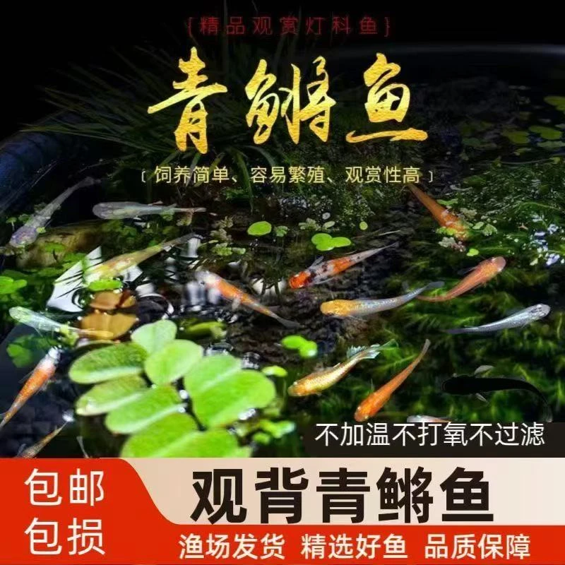 大号观背青鳉淡水小型冷水观赏鱼耐活无需打氧生态缸适用除油膜鱼