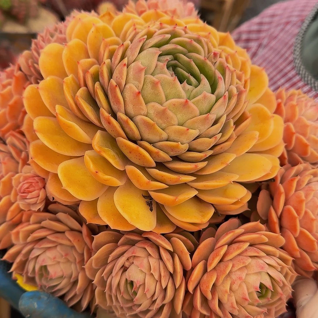 悟***9花花绿绿旅游小杨小杨小杨