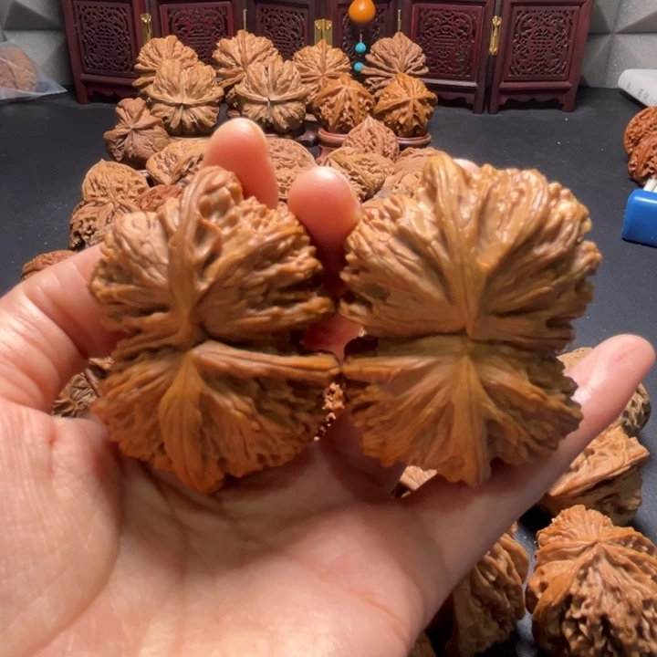 白狮子连体53尺寸核桃哈哈哈哈哈