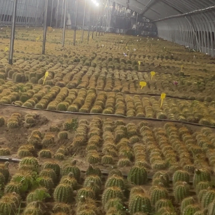 清清3-43根瑕疵仙人球