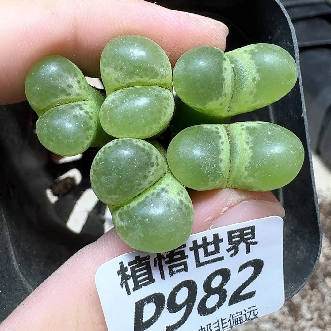 多肉植物的润泽fg
