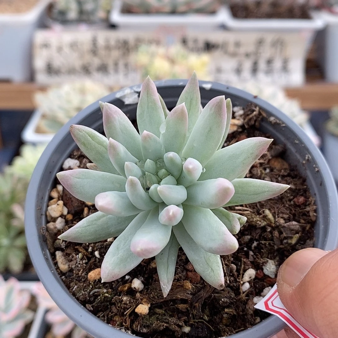 02136 千佛手锦多肉