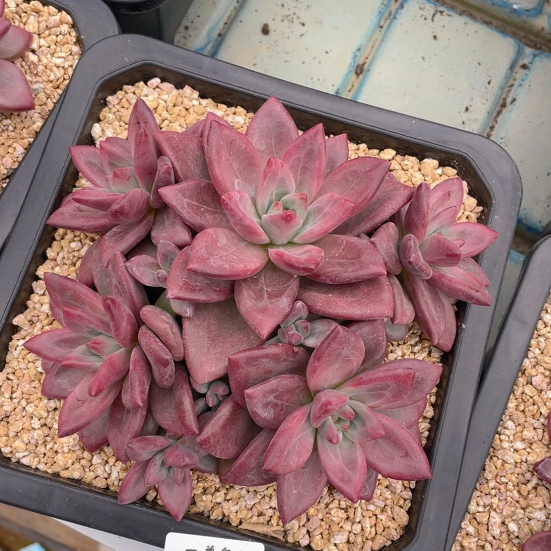 0919-33-赫菲。，。。，，