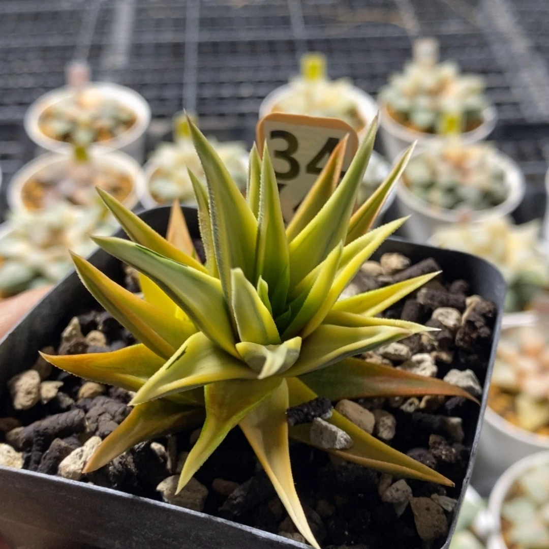 34号糊斑象牙塔锦