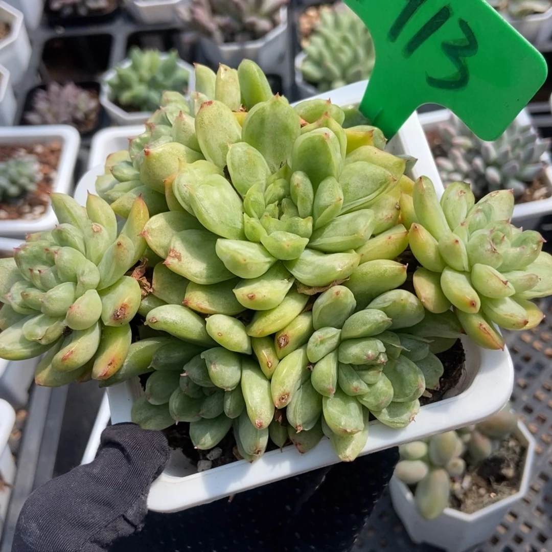 1913冰天使锦多肉植物保护