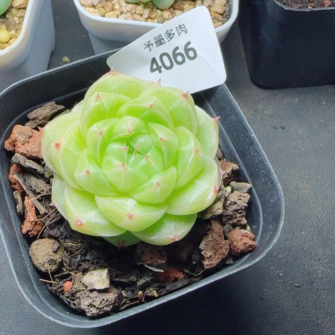霜月，4066多肉植物