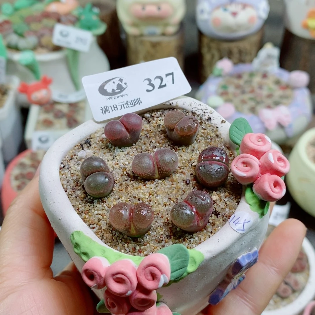 凉***…生石花花花花花花花327