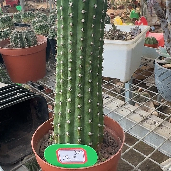 এ***࿐法三毛花柱一棵开花美