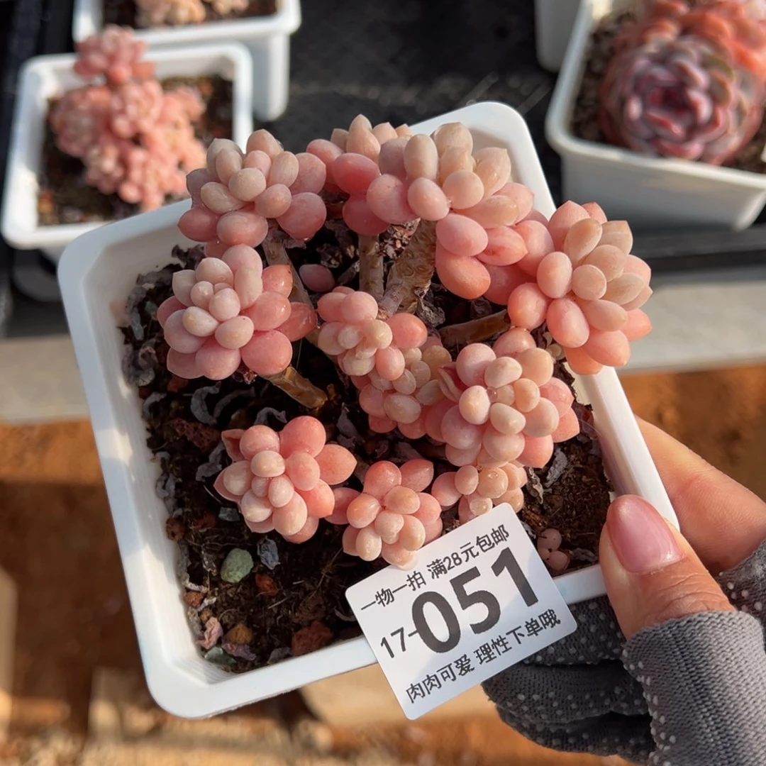 鱼子酱多肉，凤多肉多肉