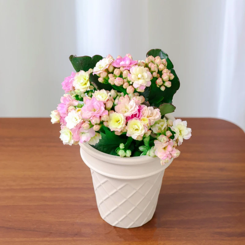 [彩色绒毛]长寿花盆栽四季好养开花重瓣变色龙带花苞室内小清新花