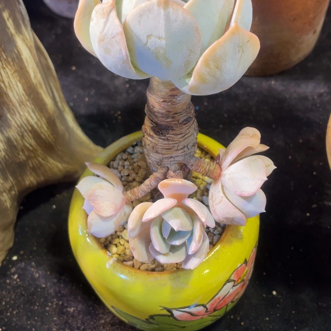 雪特单头多肉植物老桩