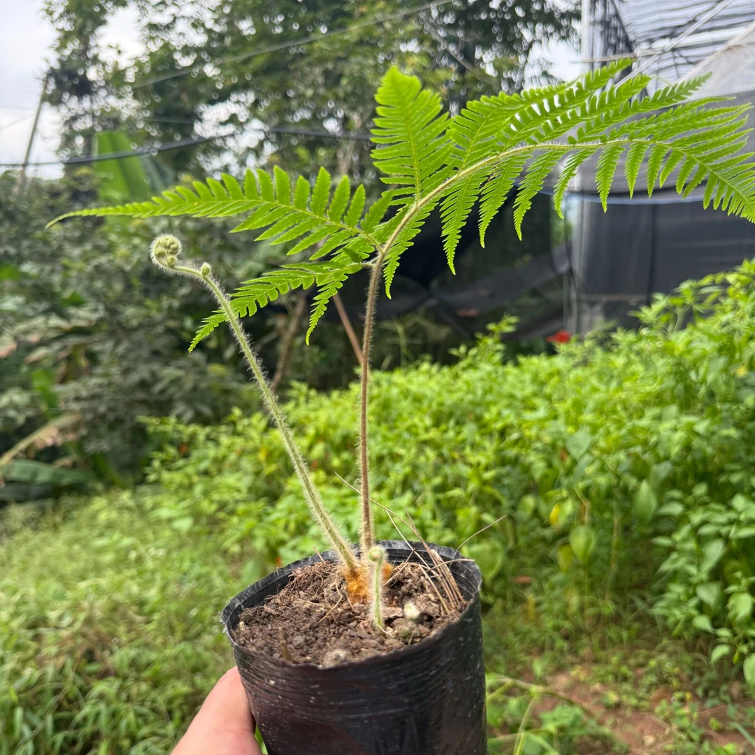 金毛狗蕨人工繁育茶室绿艺观赏植物