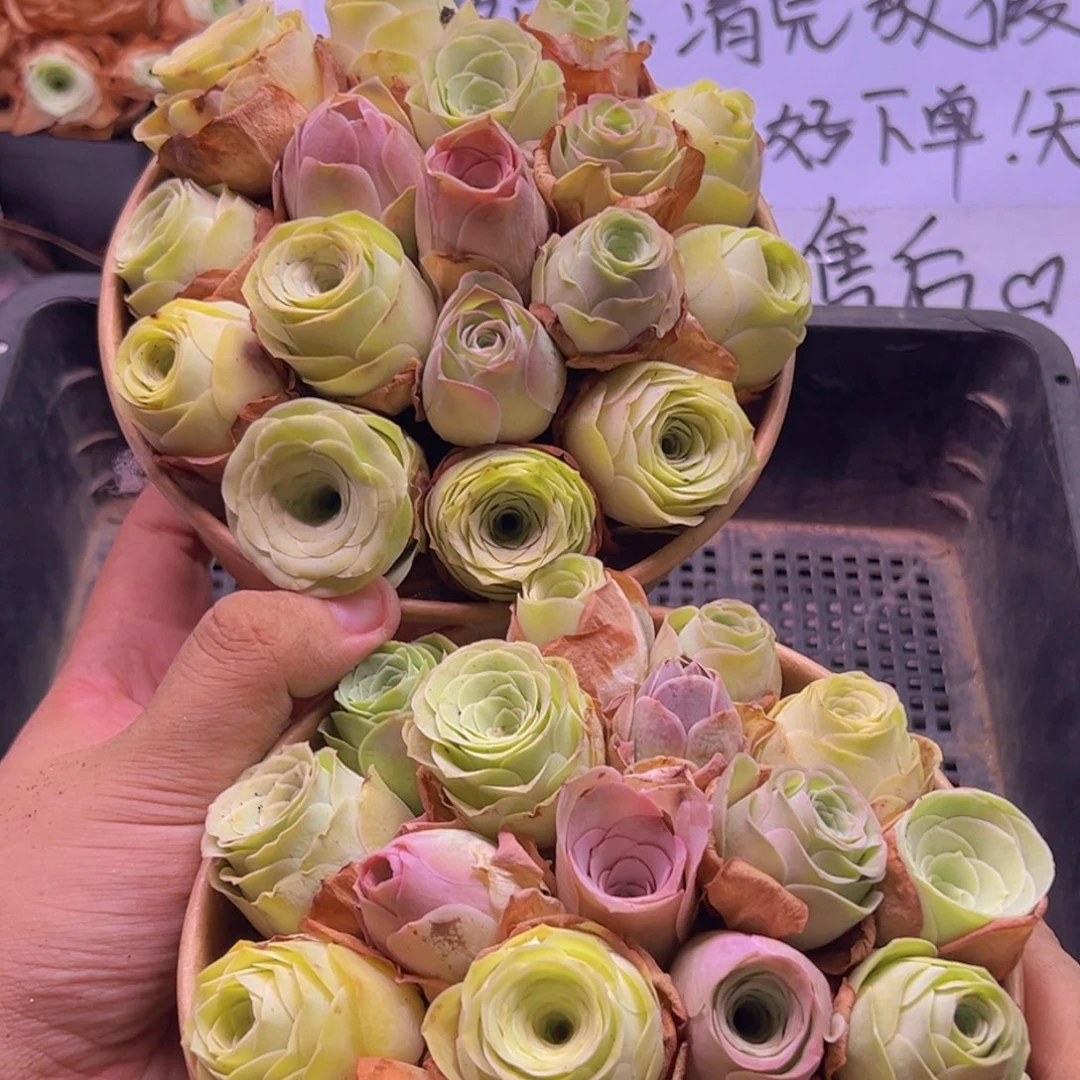 超美组合两组福利
