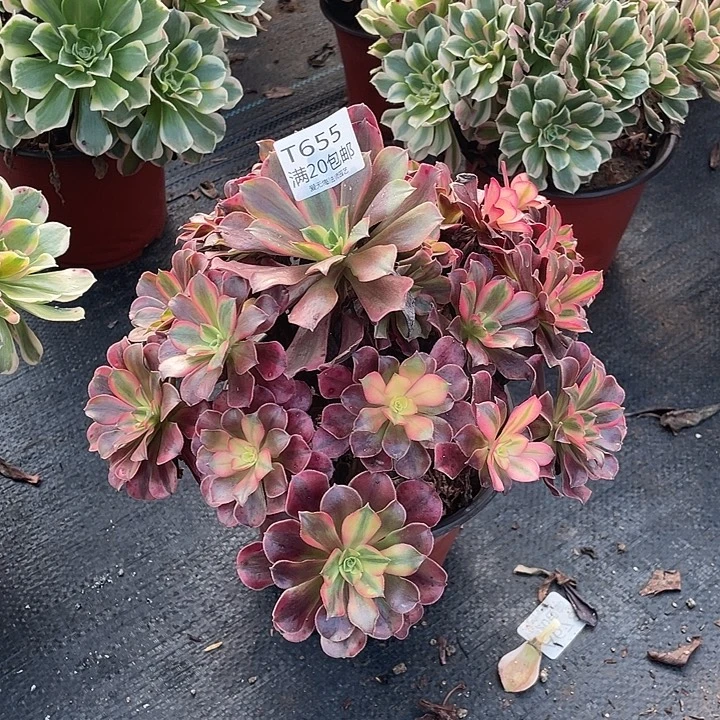 655美杜莎有断枝多肉法师