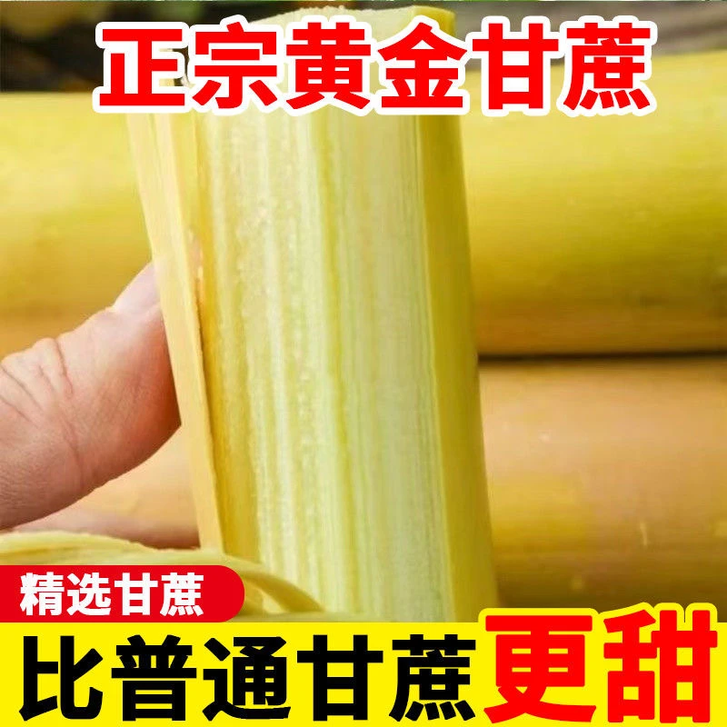云南脆皮黄金甘蔗新鲜应季清甜多汁黄皮农家现砍产地直发
