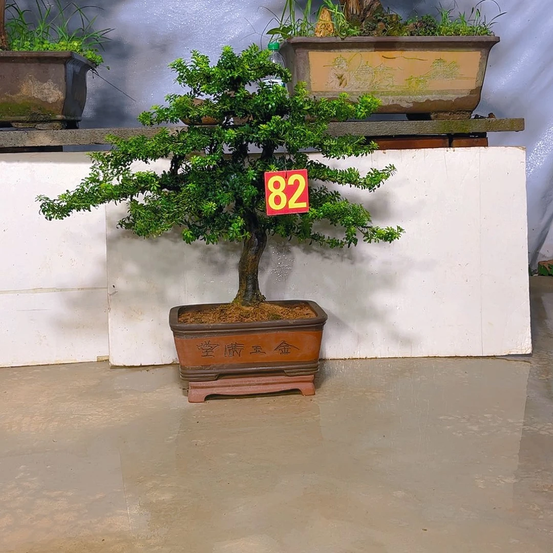 神***然无花朵老桩罗汉松