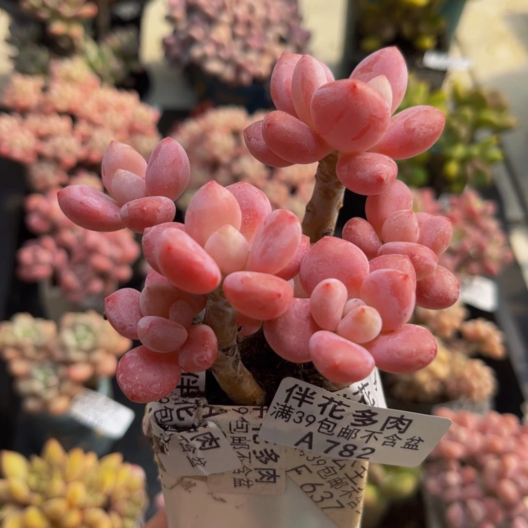 782樱花洛神8cm多肉