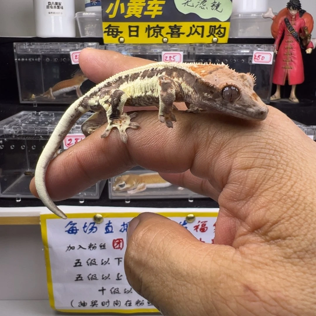 睫角守宫法布奇诺