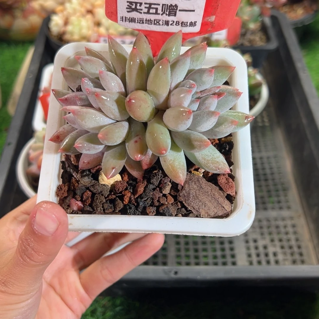 表妹精品多肉1050.