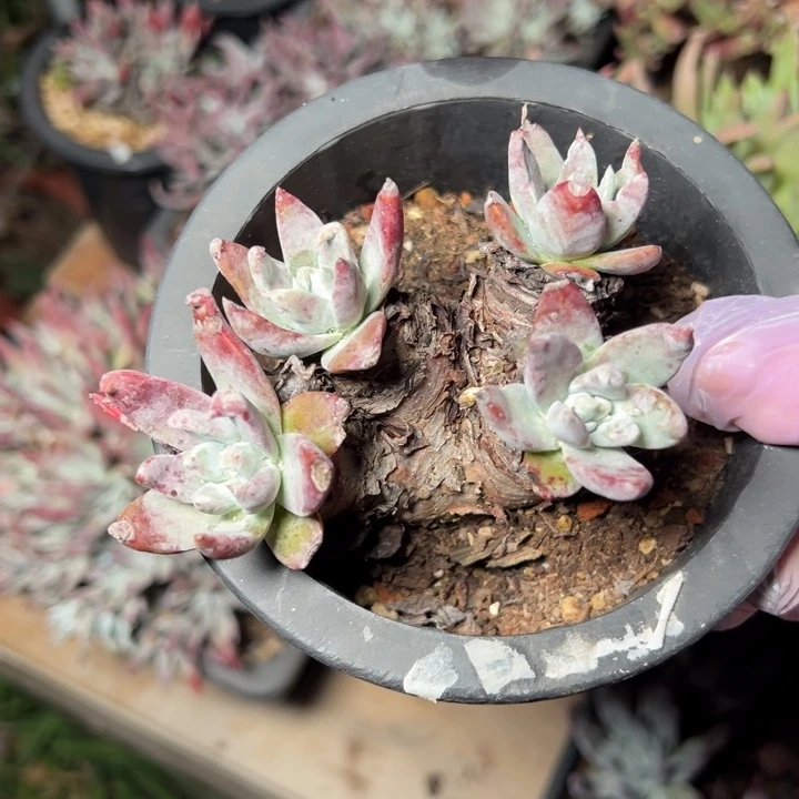 775法瑞娜莎哈哈哈哈哈哈哈