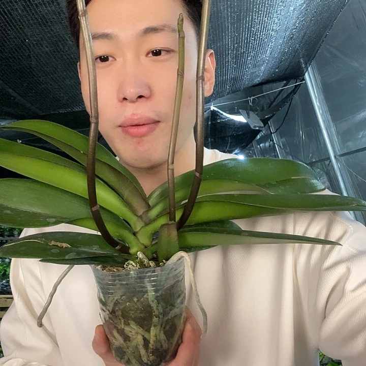 无花朵唯美带花剑