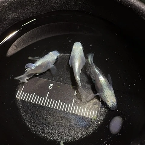 青鳉鱼一物一拍493