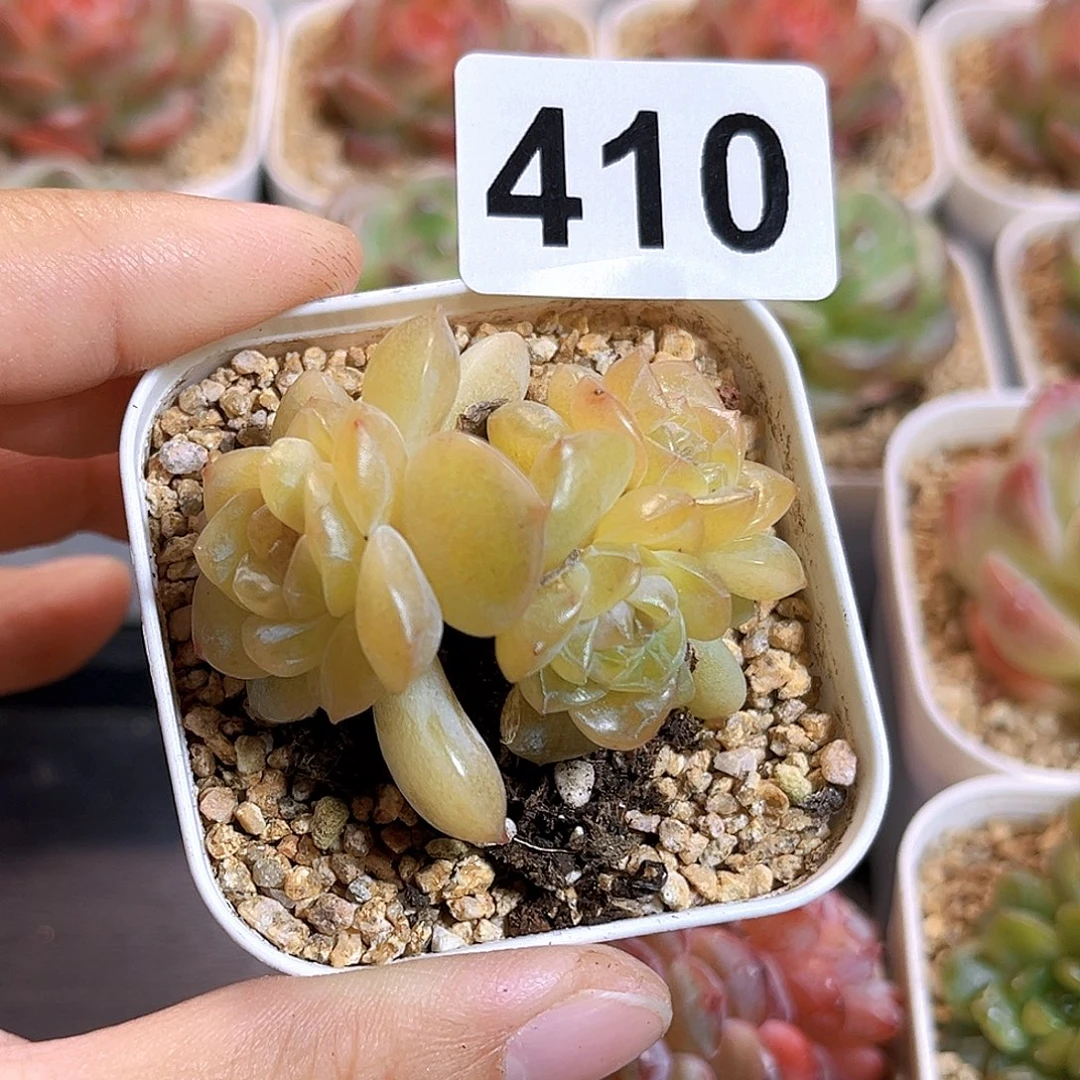 姬***生410一物一拍 珍妮孤品