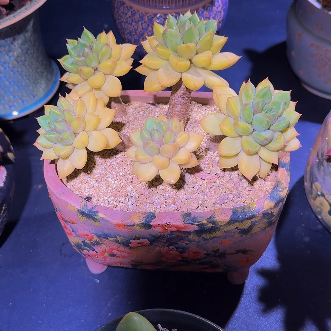 红象牙 5头 一物一拍