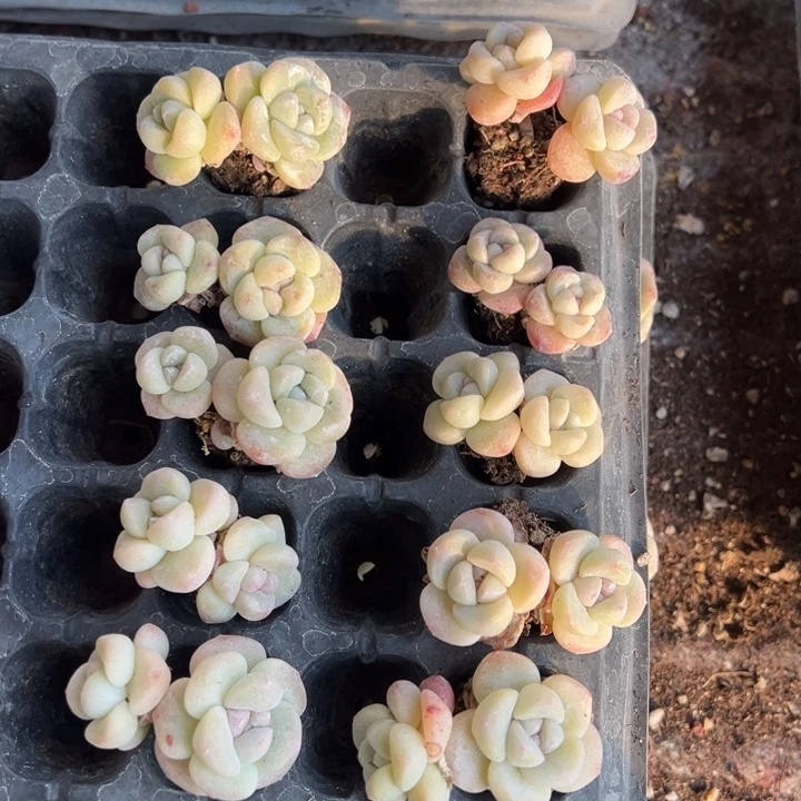 仙人掌一物一拍专拍