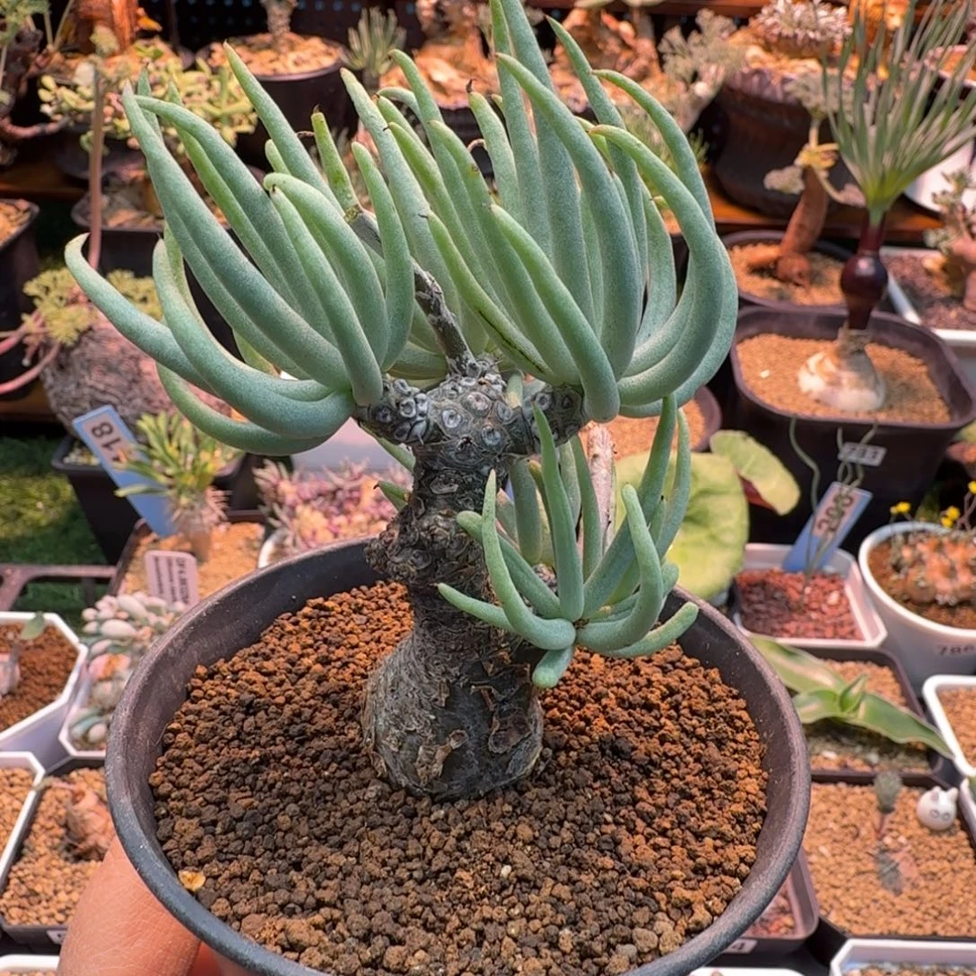 白象奇峰锦748 仙人球