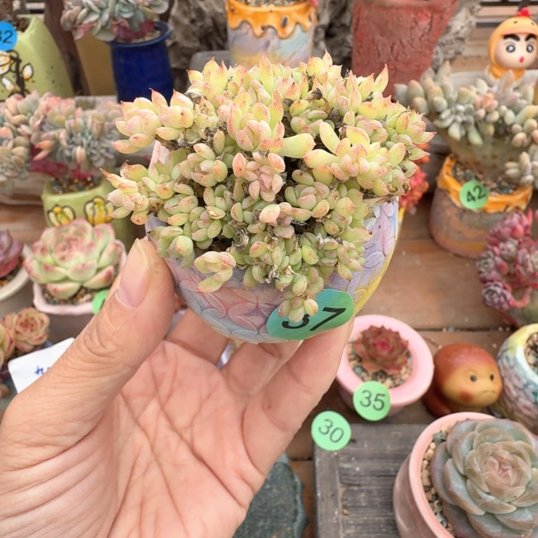 虞姬麦秆 多肉含盆土 一物一拍