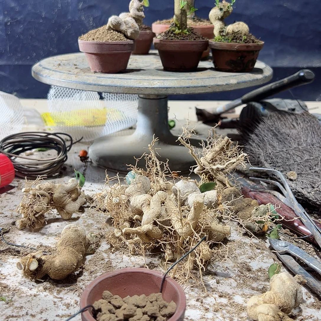 Z*?趣味把玩diy小苗