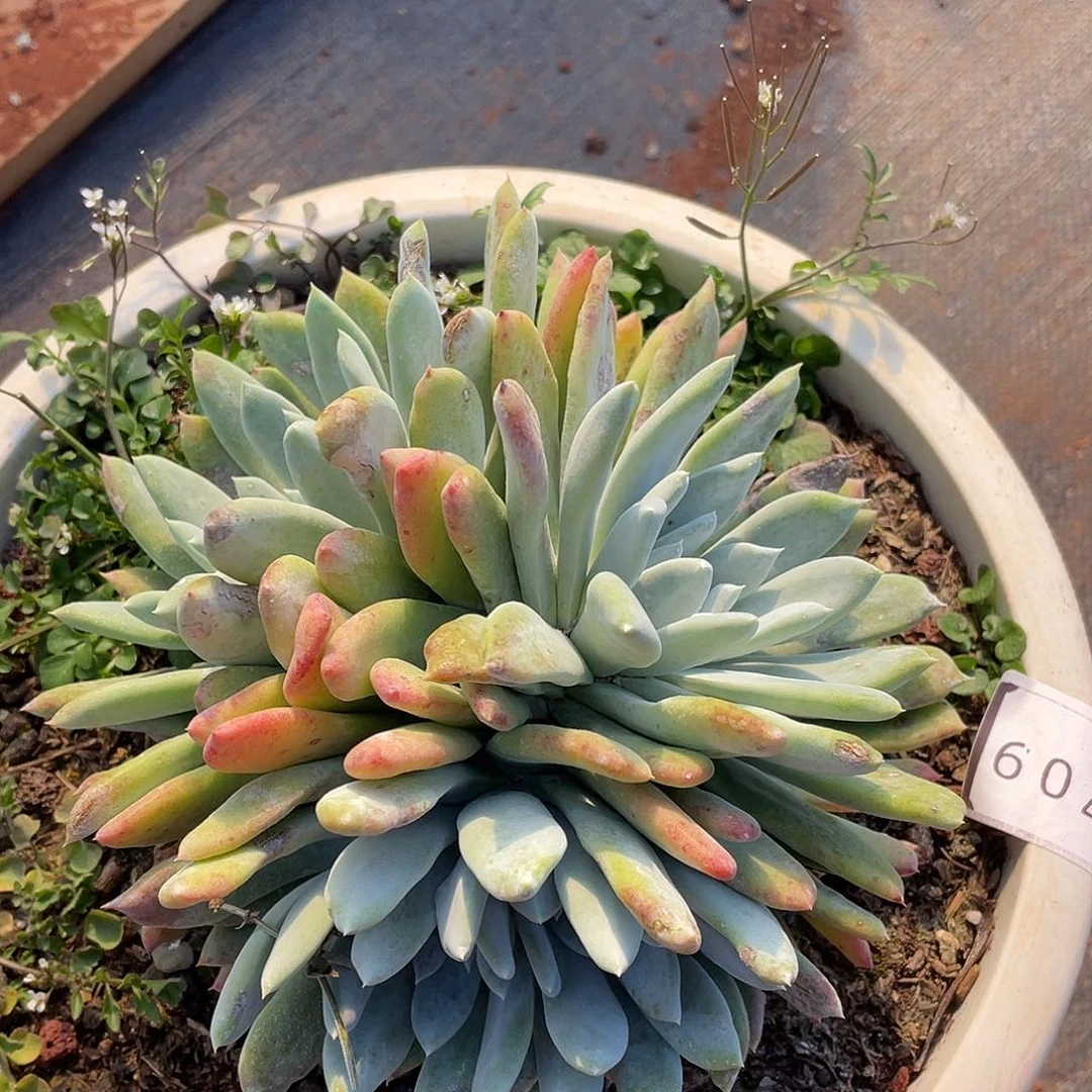 苹果拇指多头11709