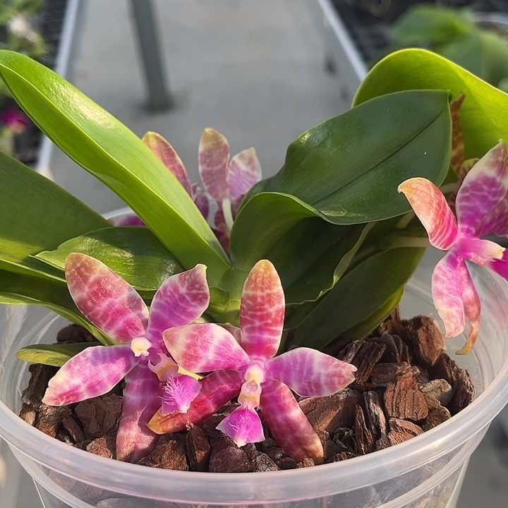 当前无花栽培后可以开花2.5寸杯BKH红路德苗子