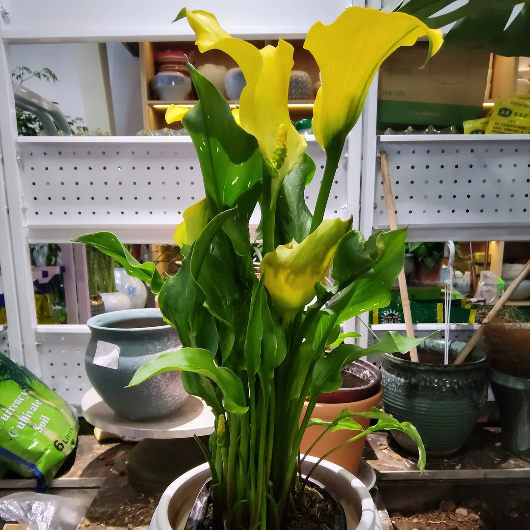 彩色马蹄莲（喜欢温暖，湿润，好养护）